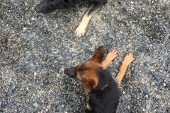 German-Shepherds-at-beach-min