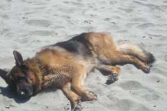 Tired-Shepherd-in-Tofino