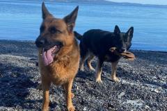 Ruby-and-sniper-at-beach-with-big-stick-min