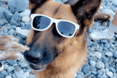 Ruby-in-sunglasses-min