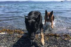 Sniper-and-Ruby-coming-out-of-water-min