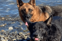 Ruby-and-Sniper-at-beach-min