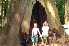 Cathedral-Grove- dogs-and-boys-min