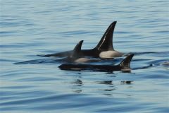 Orcas-min