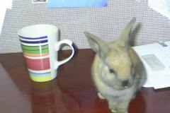 Reddy-bun-buns-baby-bunny- min