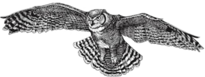 owl